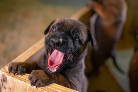 CACHORROS0-PATOR-BELGA-MALINOIS-ELITE