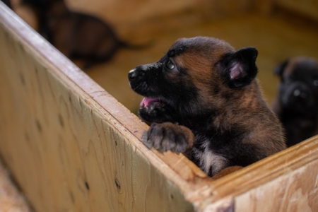 CACHORROS0-PATOR-BELGA-MALINOIS-ELITE2