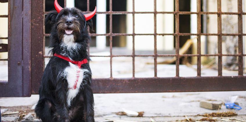 Un perro guardían barato