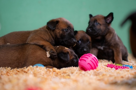 CACHORROS0-PATOR-BELGA-MALINOIS-ELITE3