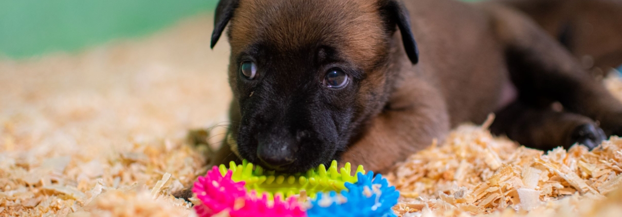 CACHORROS-PASTOR-BELGA-MALINOIS-MEXICO