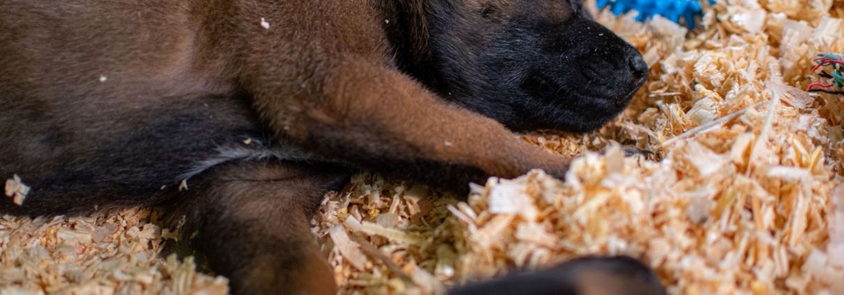CACHORROS-PASTOR-BELGA-MALINOIS-MEXICO