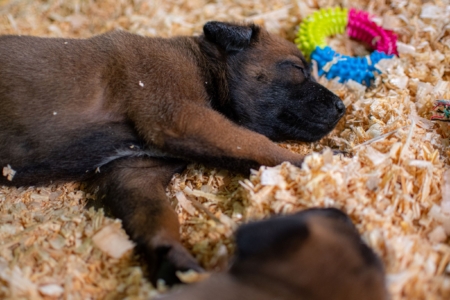 CACHORROS-PASTOR-BELGA-MALINOIS-MEXICO