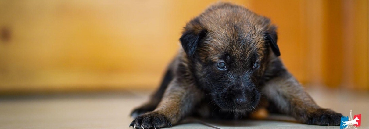 Cachorros-Pastor-Belga-Malinois-Mexico