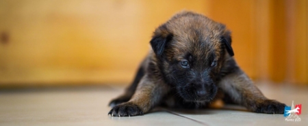 Cachorros-Pastor-Belga-Malinois-Mexico