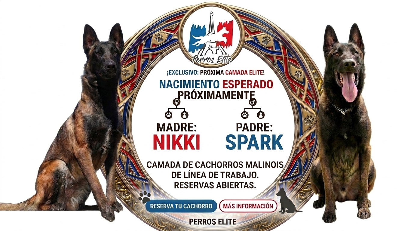 Cachorros-pastorbelga-perroselite