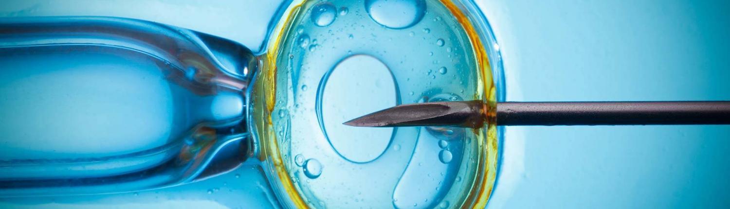 Fertilización canina in vitro