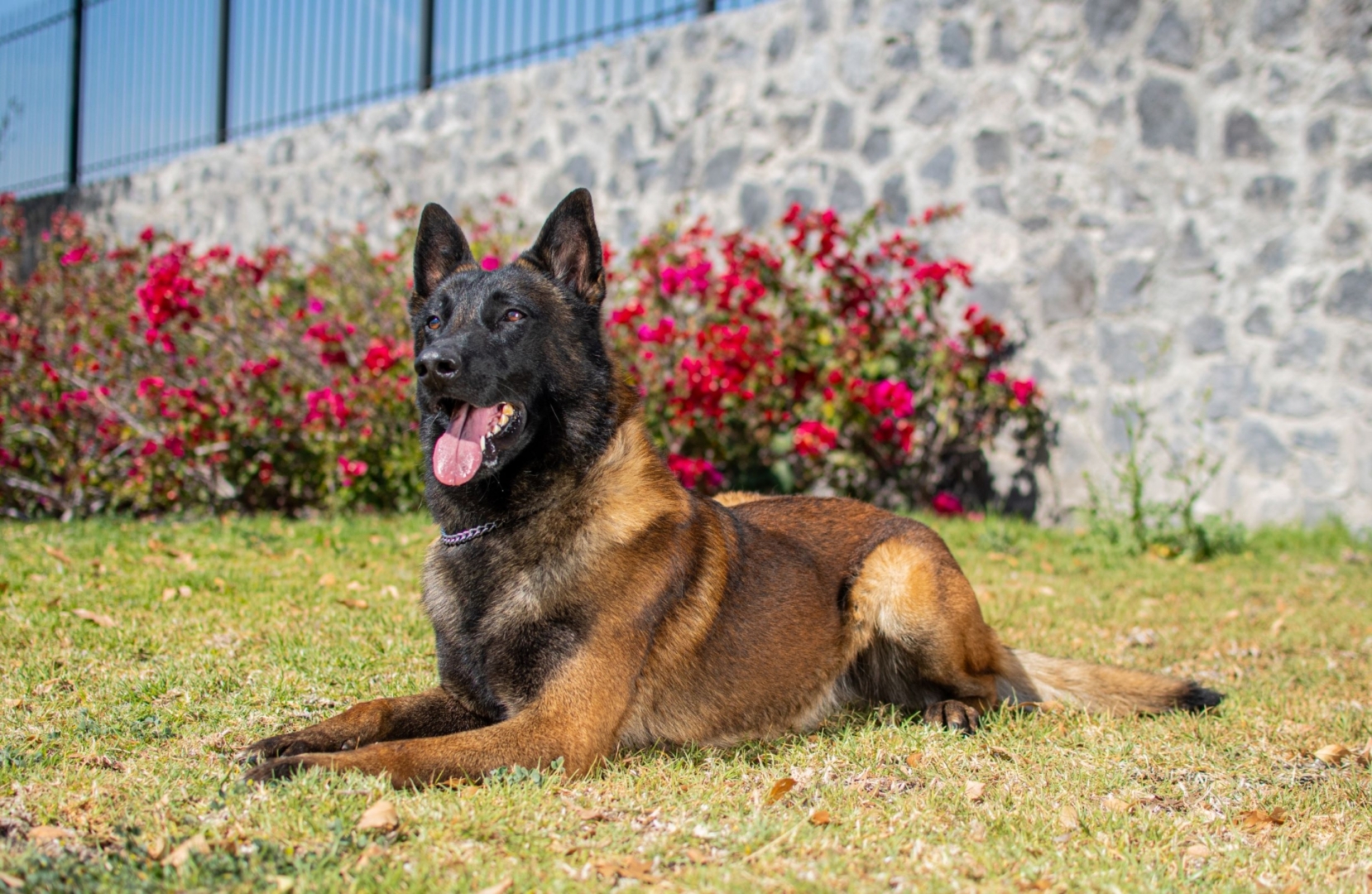 LOOKE-PASTOR-BELGA-MALINOIS-MEXICO