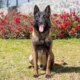 LOOKE-PASTOR-BELGA-MALINOIS-MEXICO3