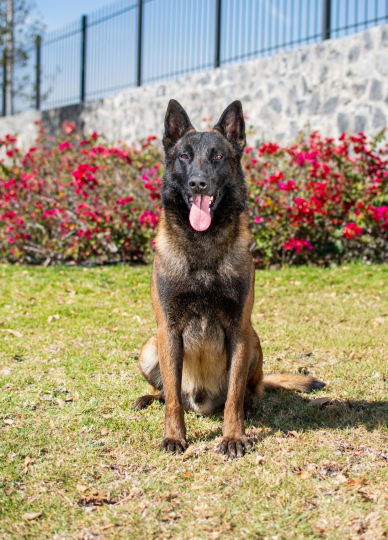 LOOKE-PASTOR-BELGA-MALINOIS-MEXICO3