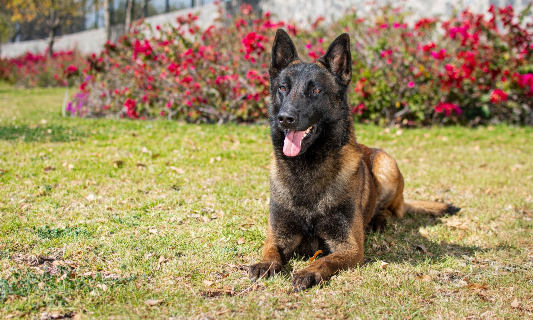 LOOKE-PERROS-ELITE-PASTOR-BELGA-MALINOIS-MEXICO