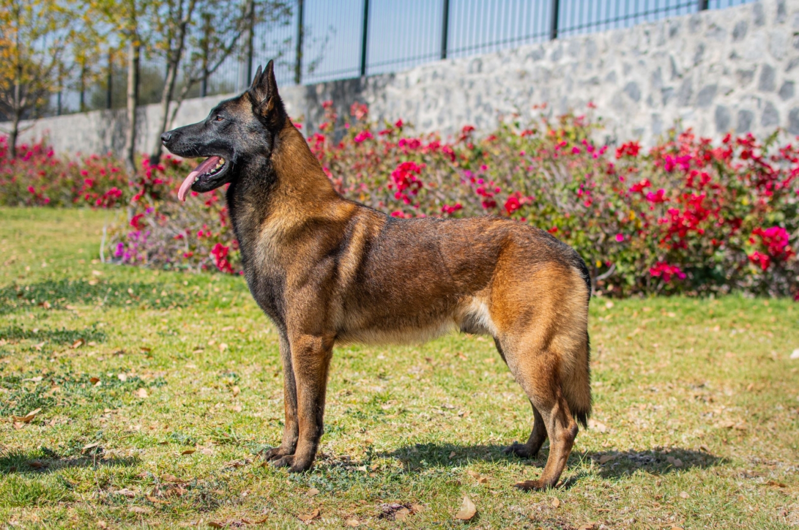 LOOKE-PERROS-ELITE-PASTOR-BELGA-MALINOIS-MEXICO2
