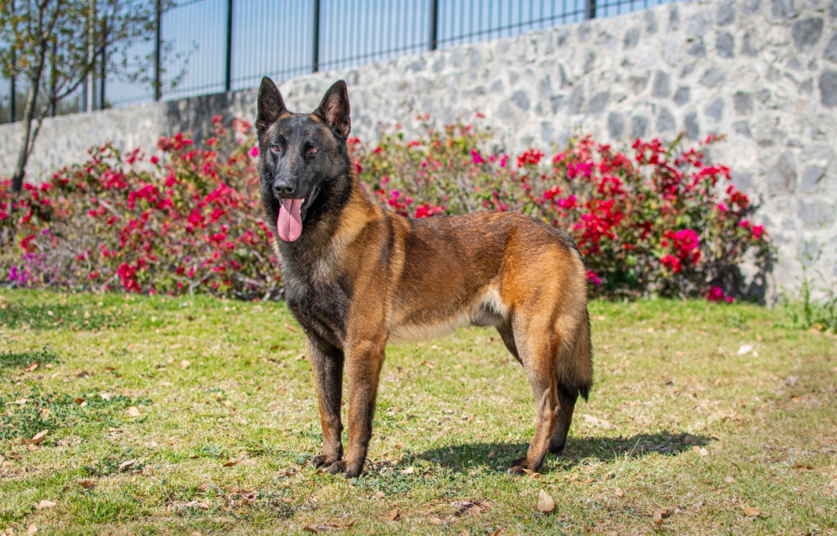 LOOKE-PERROS-ELITE-PASTOR-BELGA-MALINOIS-MEXICO3