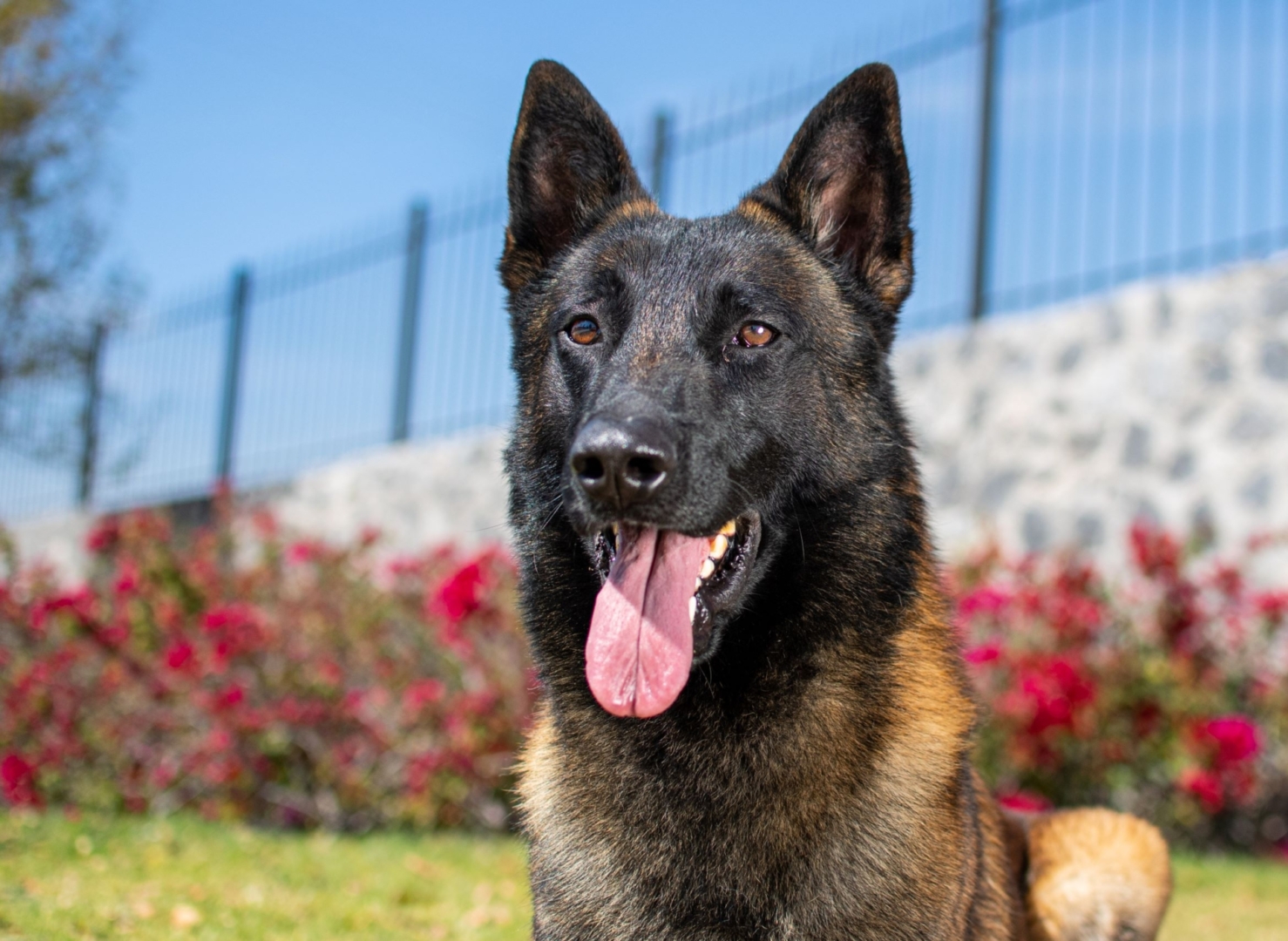 LOOKE-PERROS-ELITE-PASTOR-BELGA-MALINOIS-MEXICO4