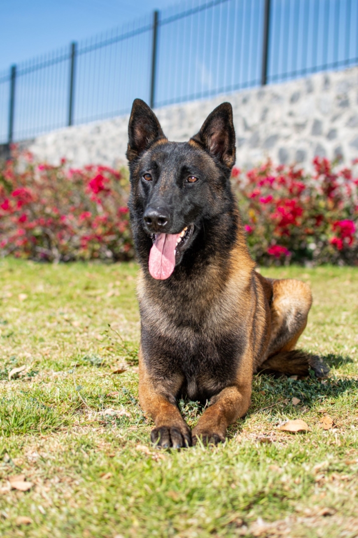 LOOKE-PERROS-ELITE-PASTOR-BELGA-MALINOIS-MEXICO45