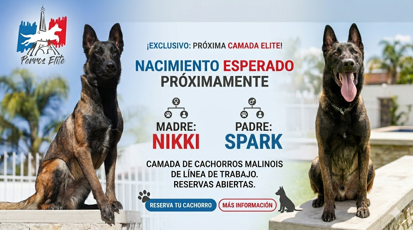 NIKKI-SPARK Cachorros-pastor-belga-queretaro