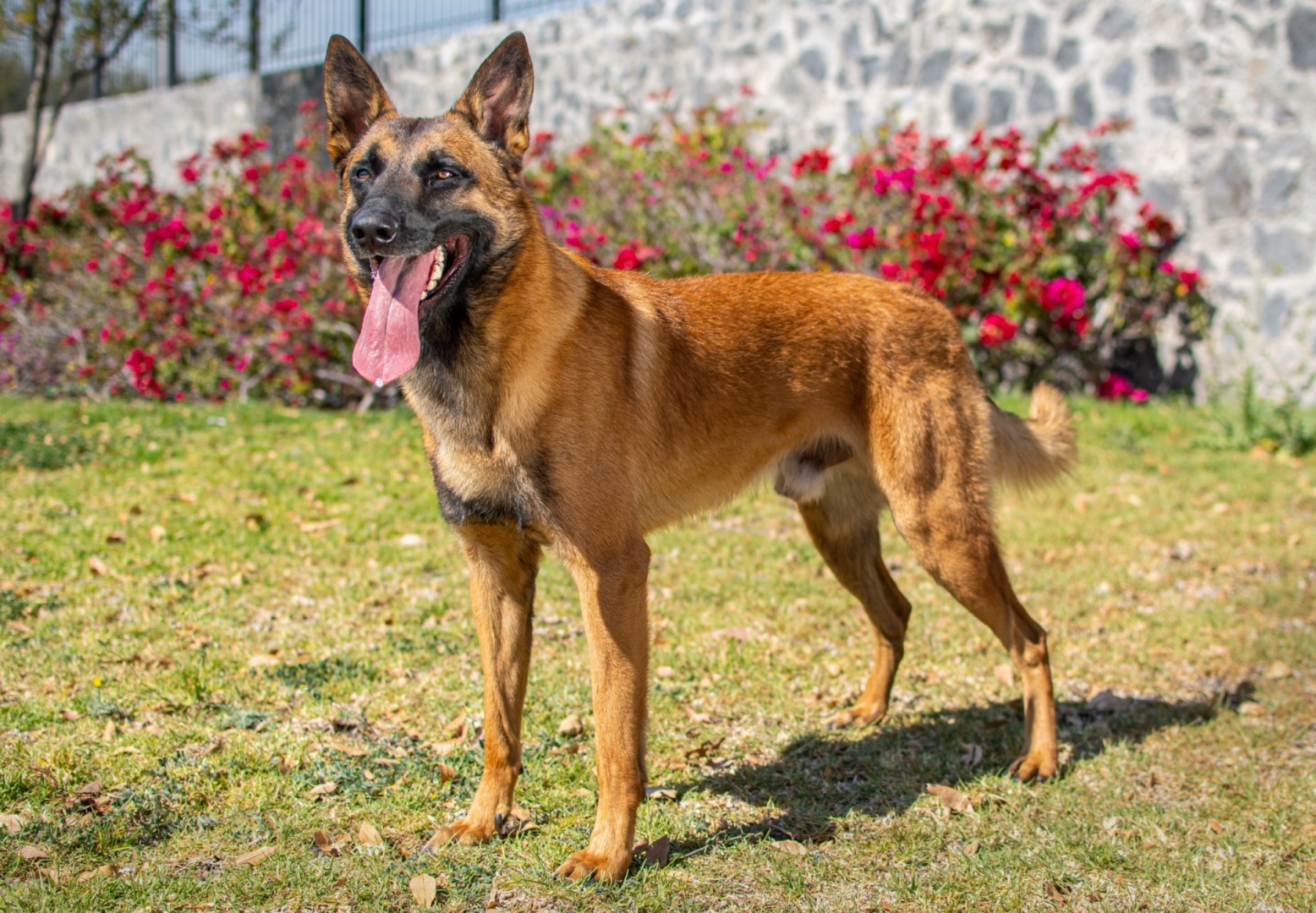 NOX-PASTOR-BELGALMALINOIS-MEXICO2