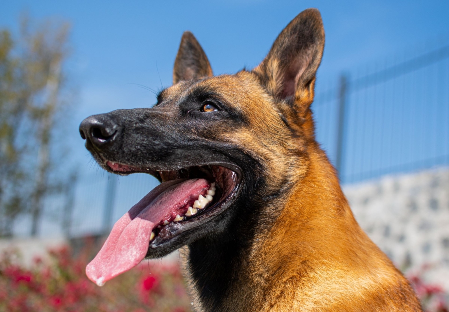 NOX-PASTOR-BELGALMALINOIS-MEXICO3