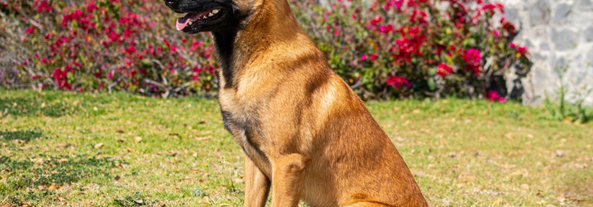 NOX-PERROS-ELITE-PASTOR-BELGALMALINOIS