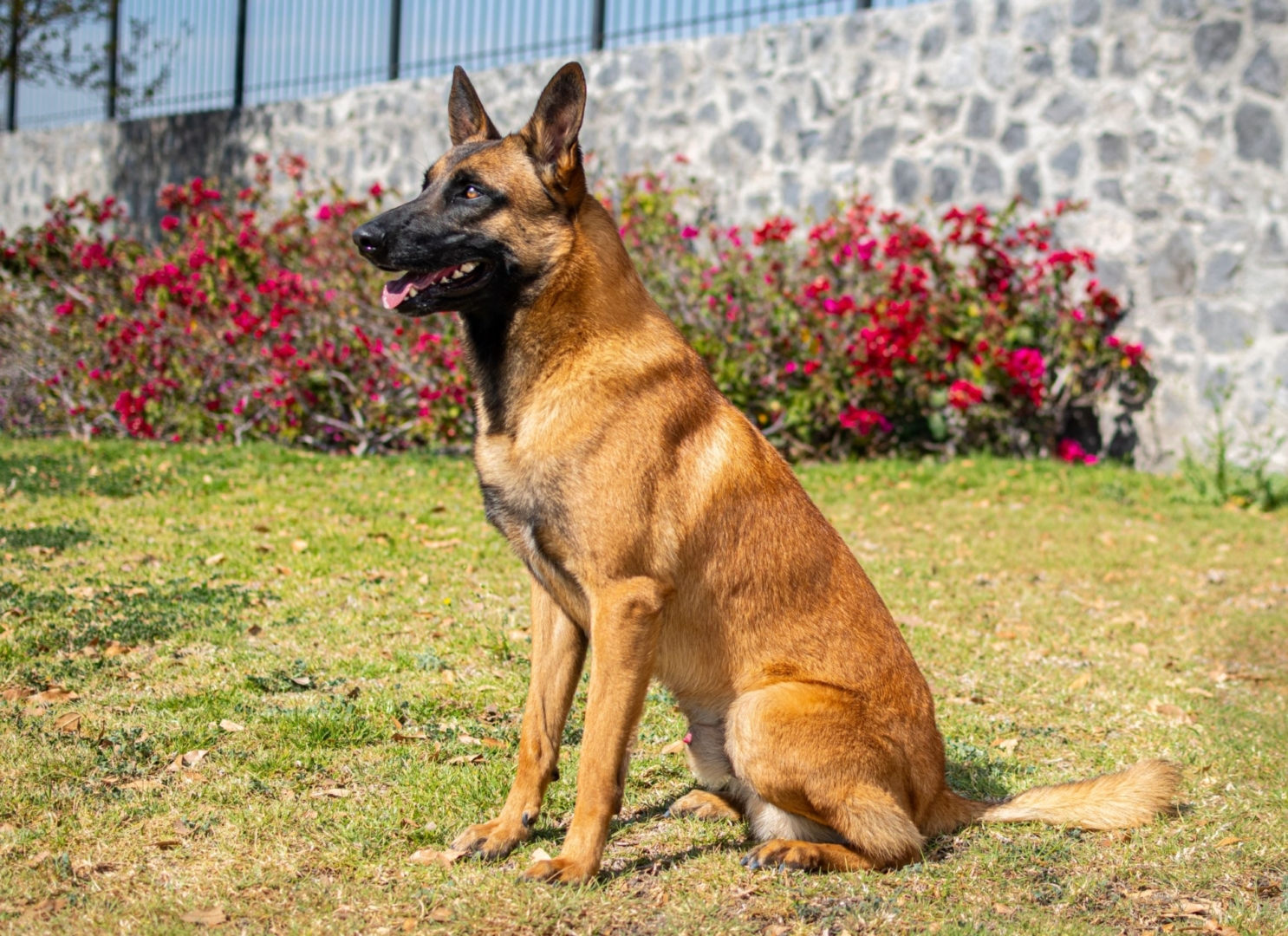 NOX-PERROS-ELITE-PASTOR-BELGALMALINOIS