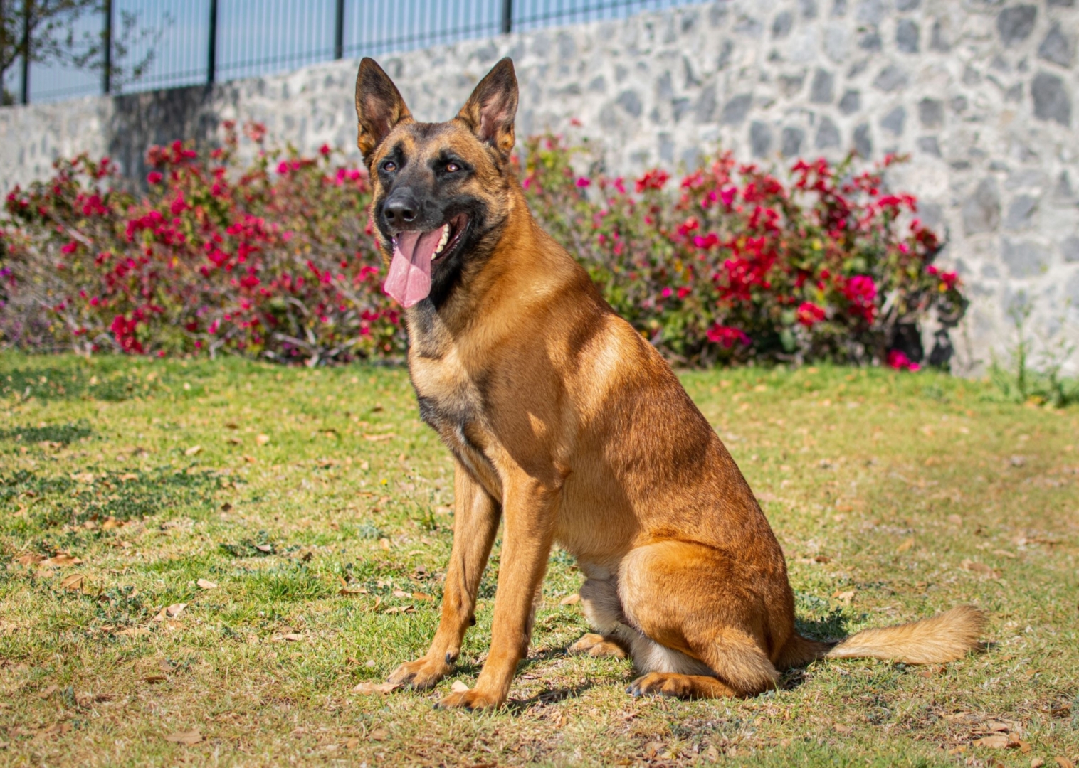 NOX-PERROS-ELITE-PASTOR-BELGALMALINOIS2