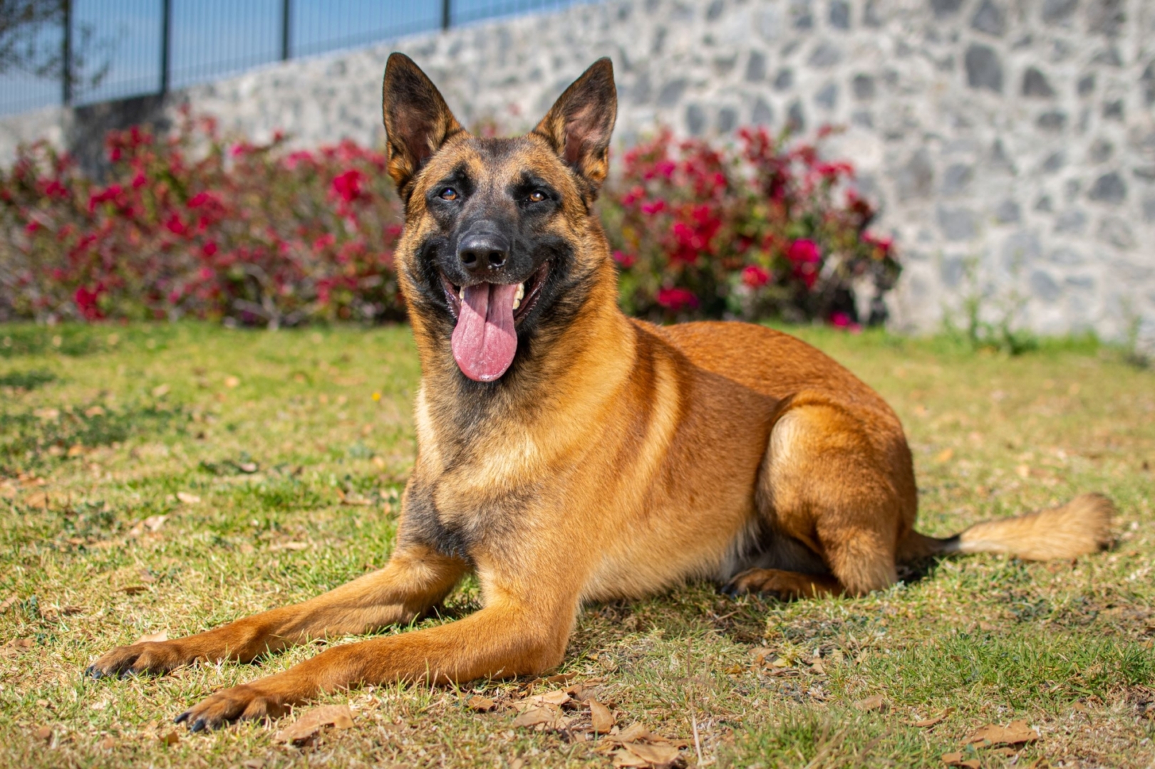 NOX-PERROS-ELITE-PASTOR-BELGALMALINOIS3