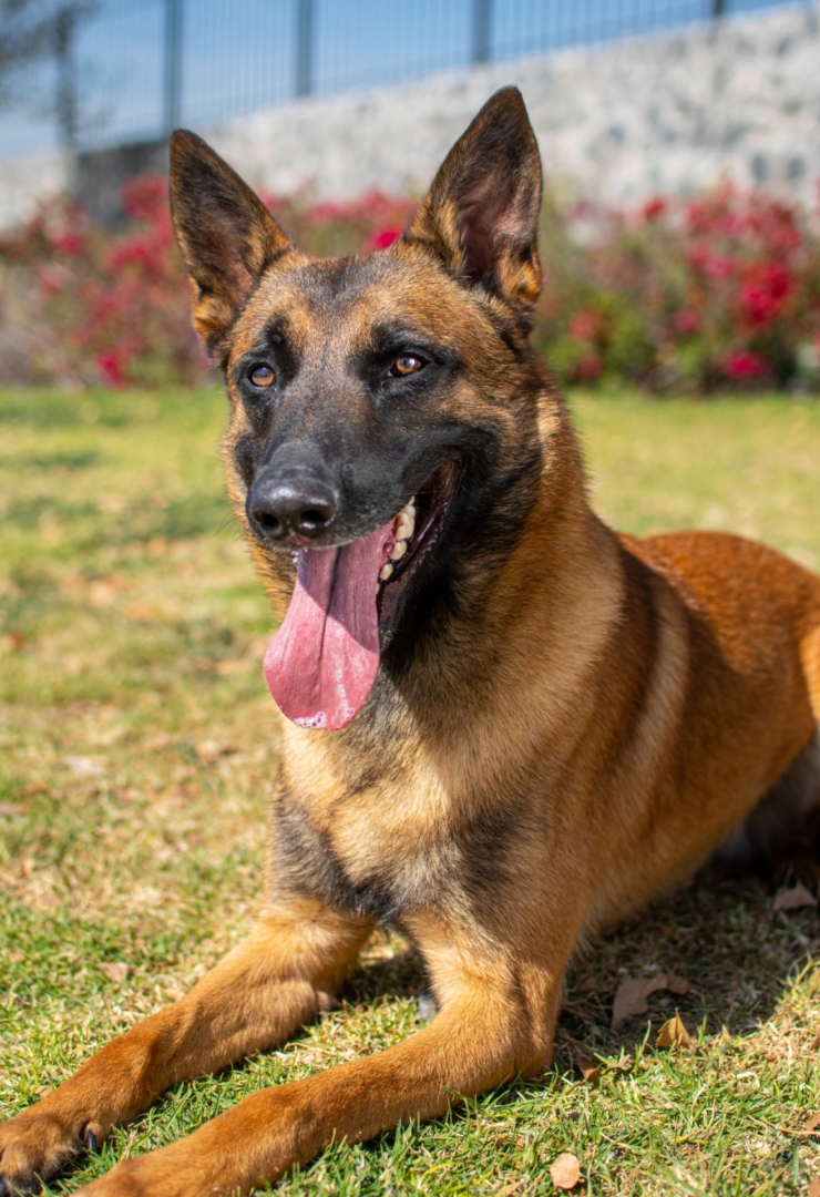 NOX-PERROS-ELITE-PASTOR-MEXICO