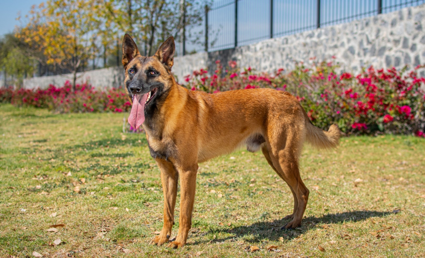 NOX-PERROS-ELITE-PASTOR-MEXICO2