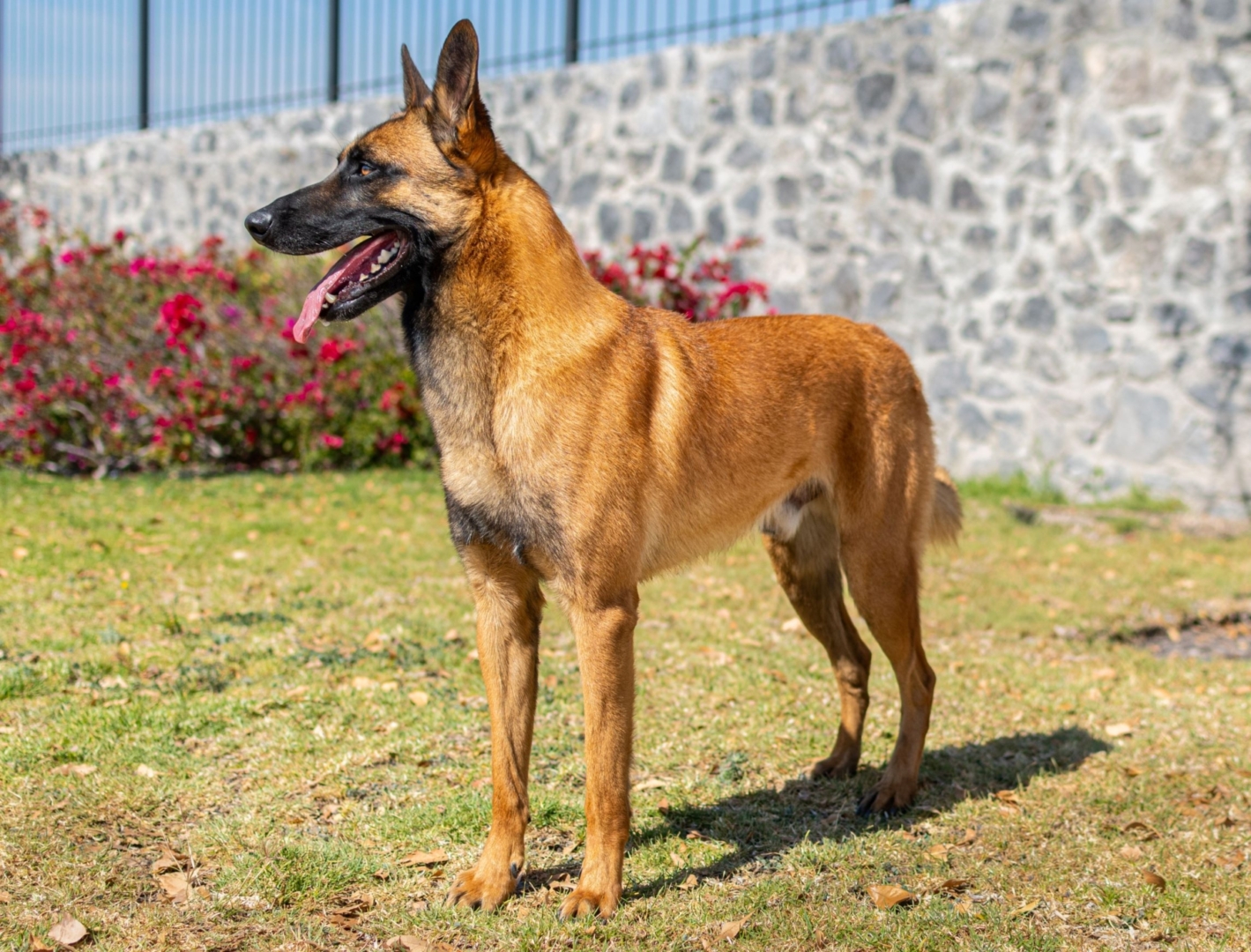 NOX-PERROS-ELITE-PASTOR-MEXICO3