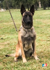 HEMBRA-PASTOR-BELGA-MALINOIS-ELITE
