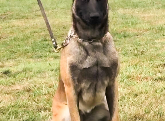 HEMBRA-PASTOR-BELGA-MALINOIS-ELITE