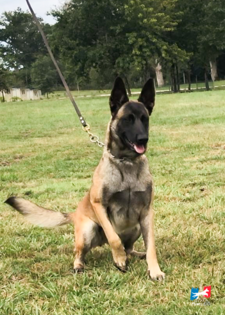 HEMBRA-PASTOR-BELGA-MALINOIS-MEXICO