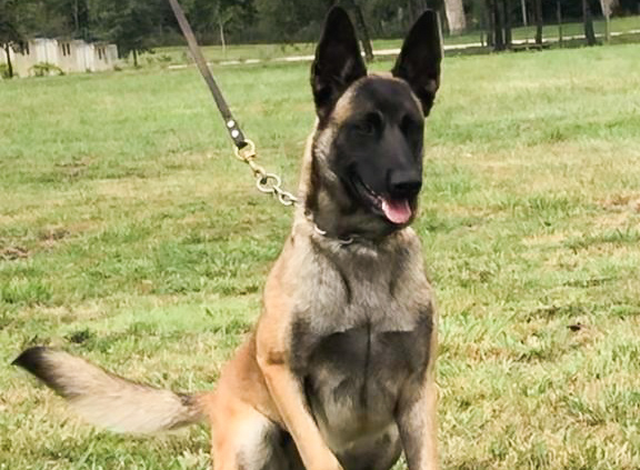 HEMBRA-PASTOR-BELGA-MALINOIS-MEXICO