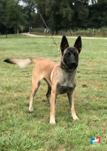 PERROS-ELITE-PASTOR-BELGA-MALINOIS