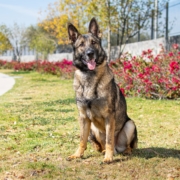 ORION-PERROS-ELITE-MEXICO
