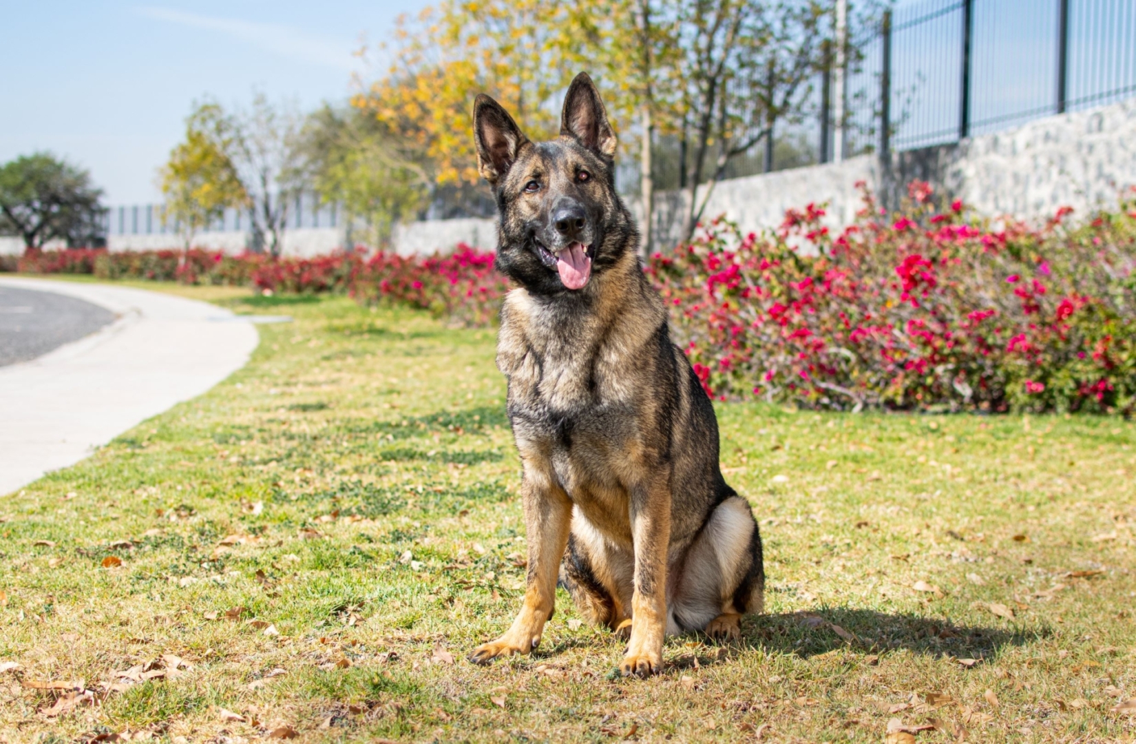 ORION-PERROS-ELITE-MEXICO