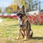 ORION-PERROS-ELITE-MEXICO2
