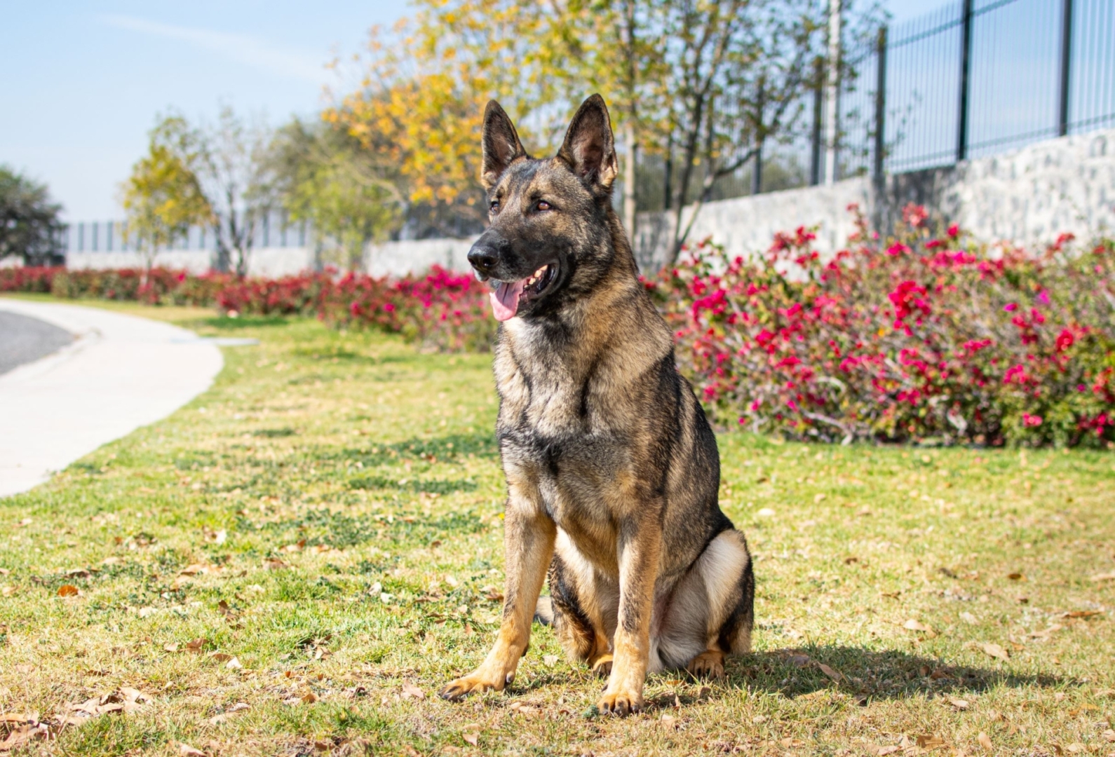ORION-PERROS-ELITE-MEXICO2