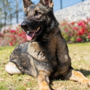 ORION-PERROS-ELITE-MEXICO3