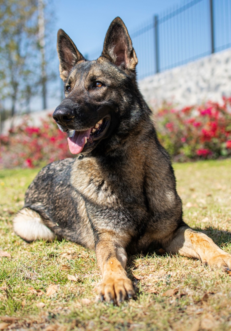 ORION-PERROS-ELITE-MEXICO3