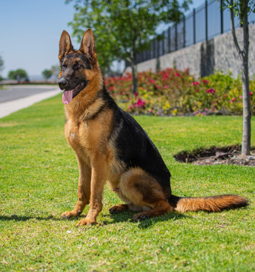 PASTOR-ALEMAN-PERROS-ELITE-URSUS