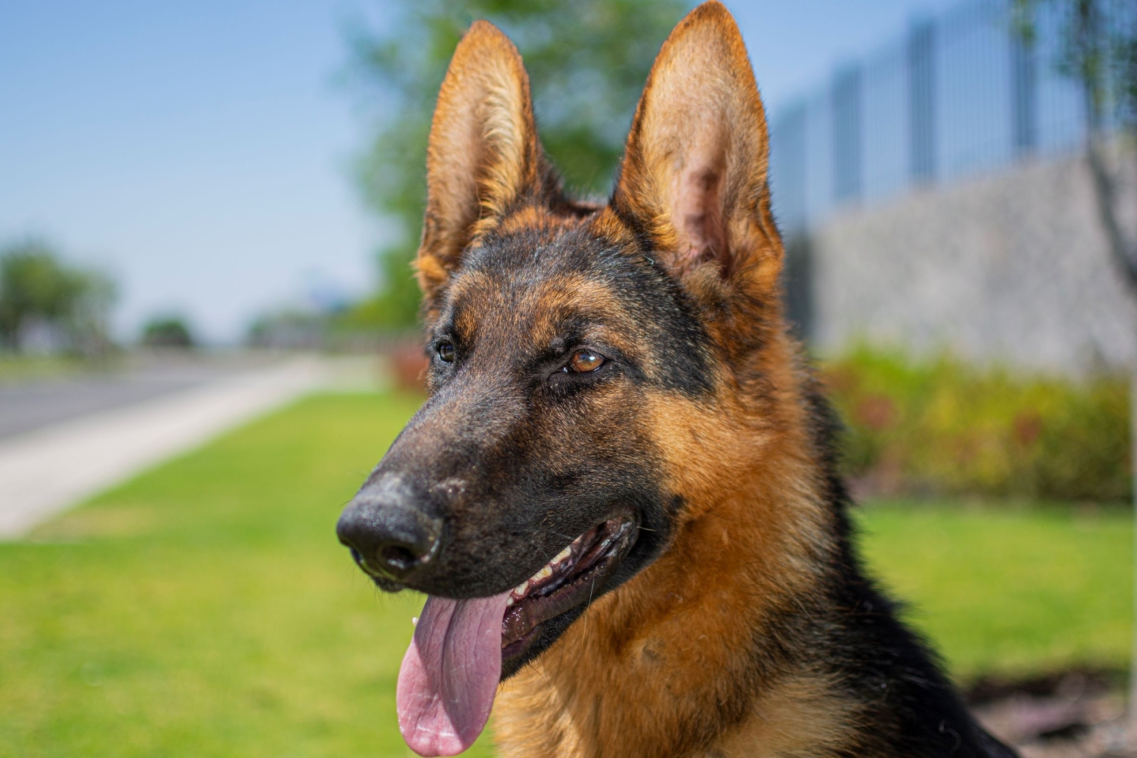 PASTOR-ALEMAN-PERROS-ELITE-URSUS