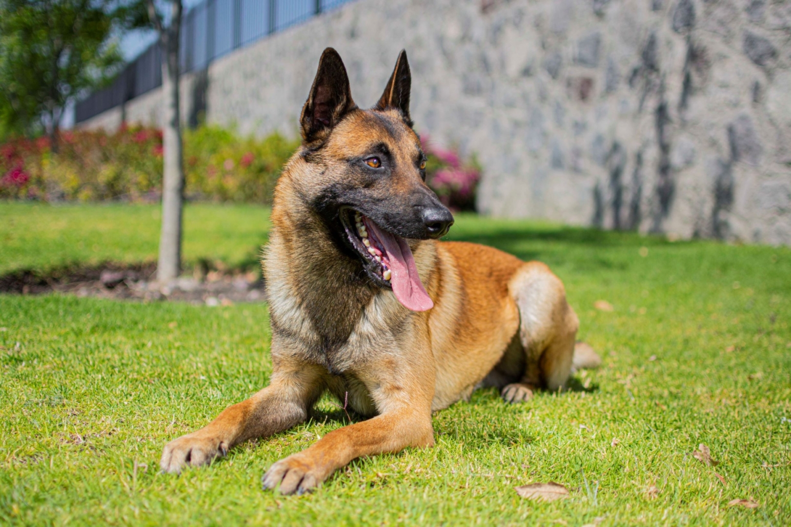 PASTOR-BELGA-MALINOIS-MACHO-MEXICO-NEGAN