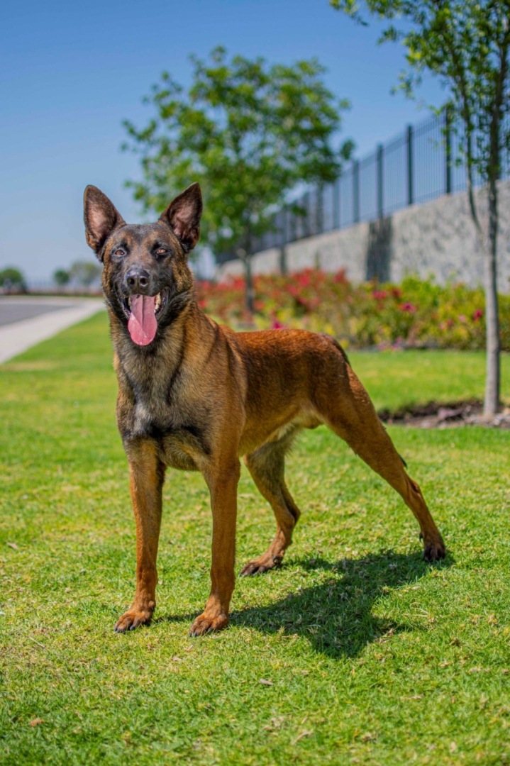 PASTOR-BELGA-MALINOIS-MACHO-MEXICO-OBE-WAN1