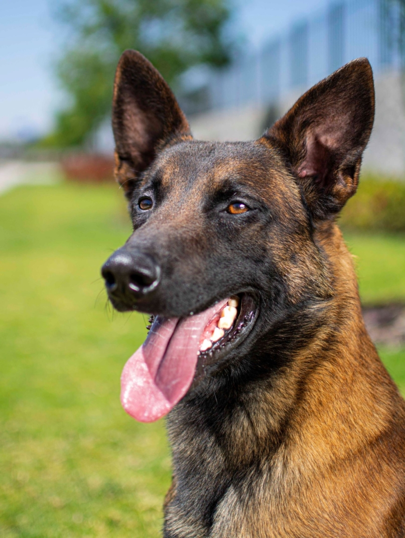 PASTOR-BELGA-MALINOIS-MACHO-MEXICO-OBE-WAN2