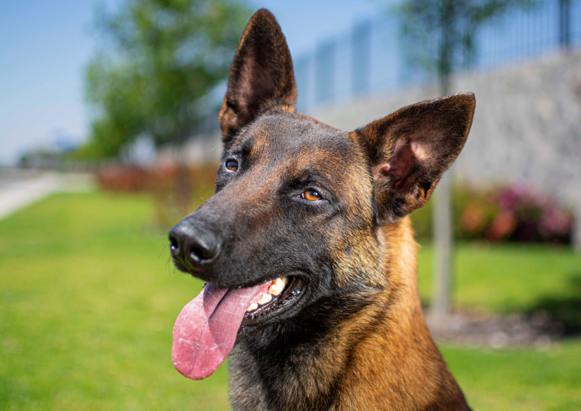 PASTOR-BELGA-MALINOIS-MACHO-MEXICO-OBE-WAN3