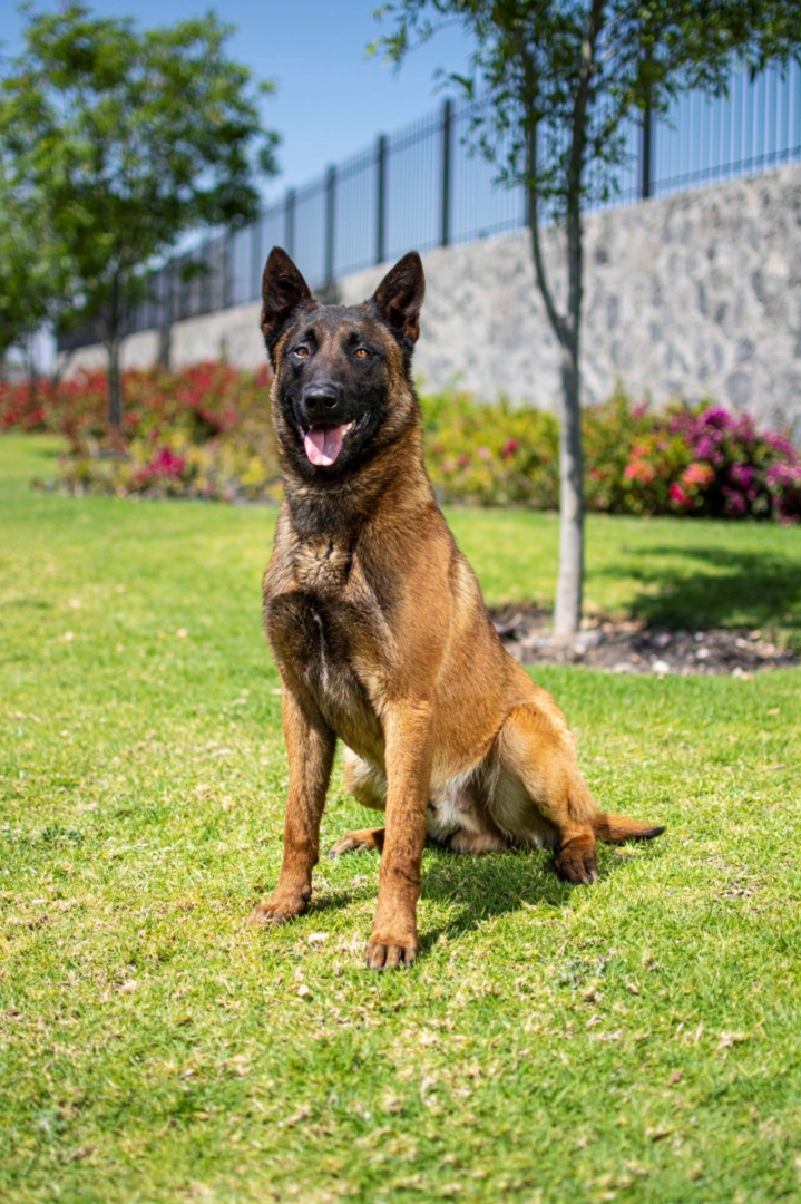 PASTOR-BELGA-MALINOIS-MACHO-MEXICO-OBOUN