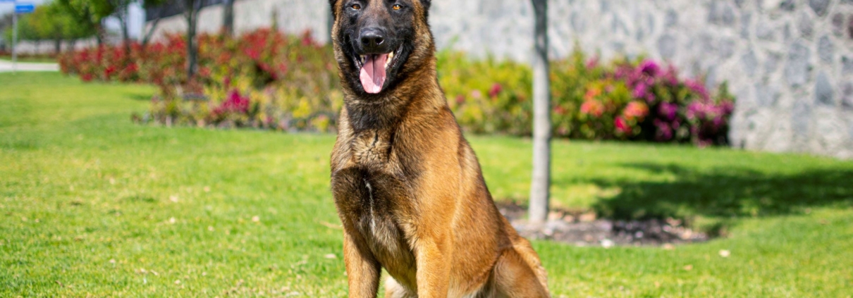 PASTOR-BELGA-MALINOIS-MACHO-MEXICO-OBOUN1