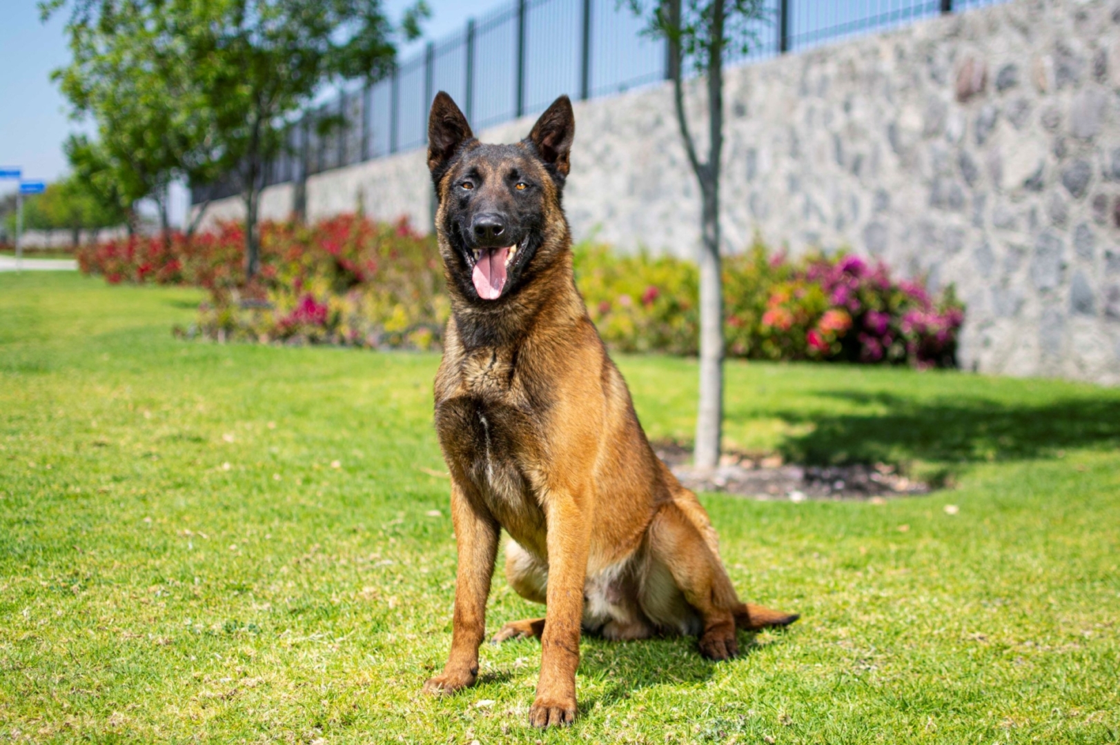 PASTOR-BELGA-MALINOIS-MACHO-MEXICO-OBOUN1