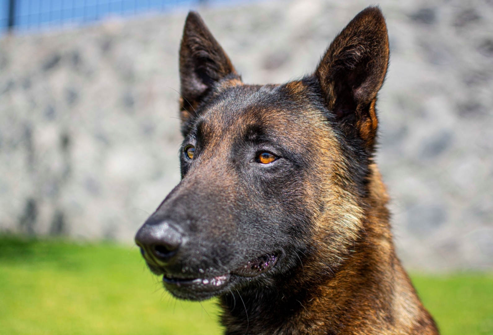 PASTOR-BELGA-MALINOIS-MACHO-MEXICO-OBOUN10